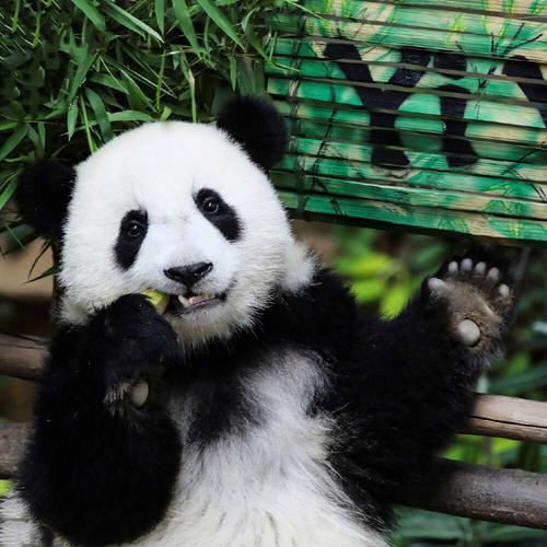 熊猫：从始熊猫到国宝，800万年的战斗与进化