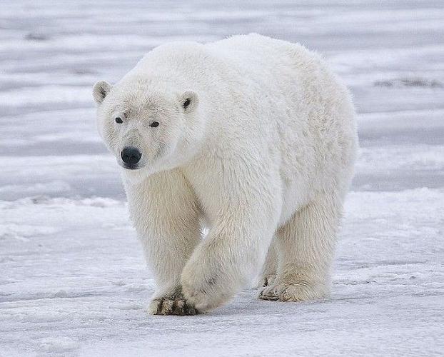 北极熊：因全球变暖而濒临灭绝的冰原之王
