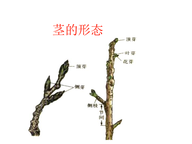 植物茎的多样性与特点：从球茎到木质部，探索茎的形态与功能