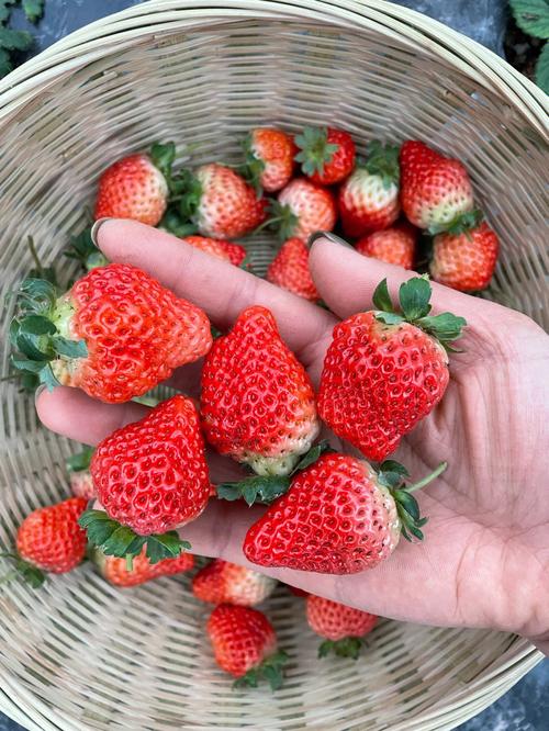 草莓的英文及常见食品加工品